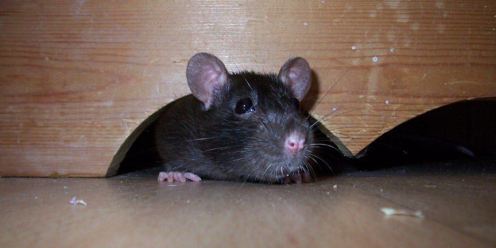 A mouse peeking out from a gap in hardwood floorboards