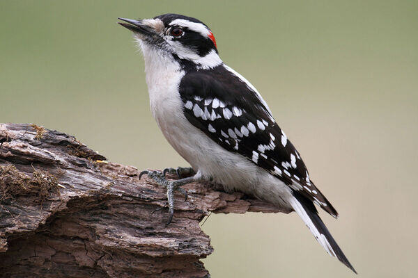 A close up of a Downy Woodpecker on a branch