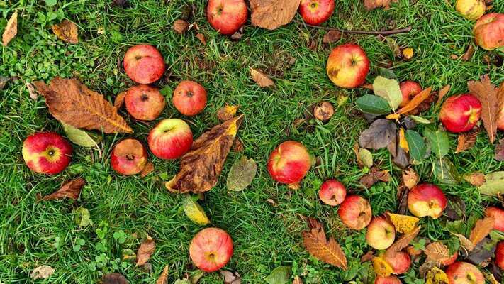 Image of fruit fallen in a yard from a tree