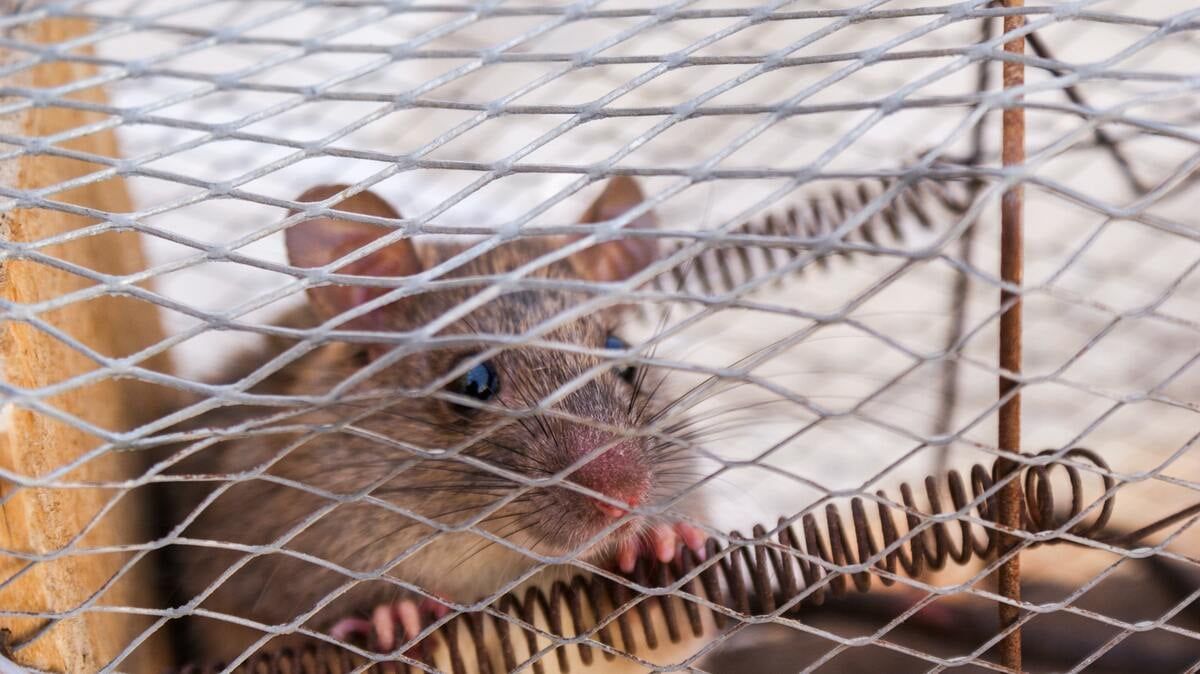 A mouse in a humane mouse trap enclosed by diamond wire mesh. The mouse is resting its paws on one of the trap's springs.