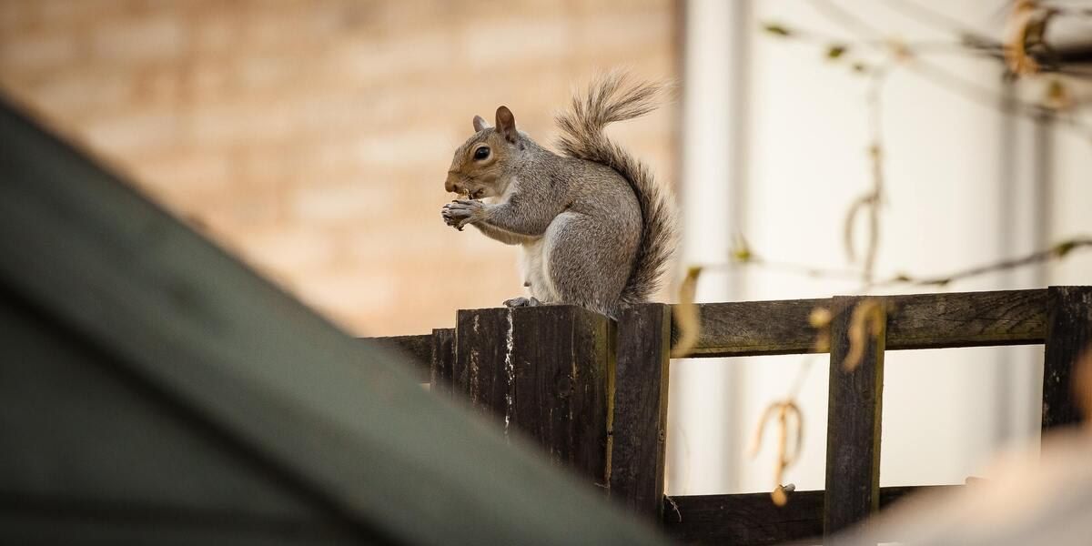 Squirrel on fence