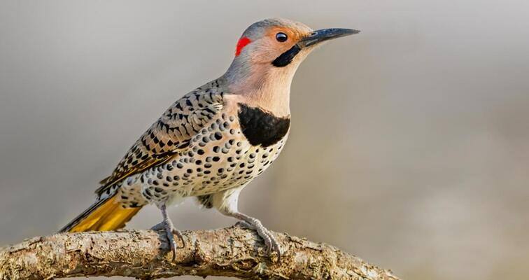 Why Woodpeckers Peck on Chimney Caps (And What You Can Do About It)