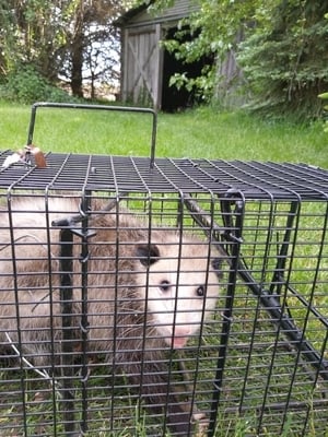 Possum in a cage in a yard