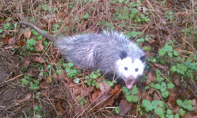 a possum in a yard