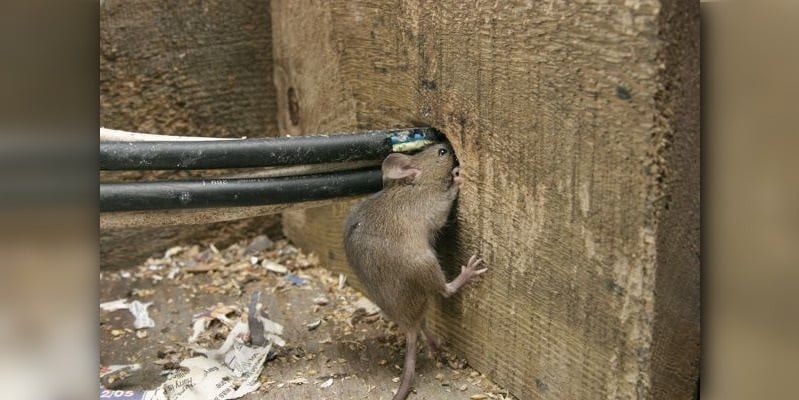 A mouse squeezing into a hole in a wooden wall that has four insulated electrical wires protruding from it