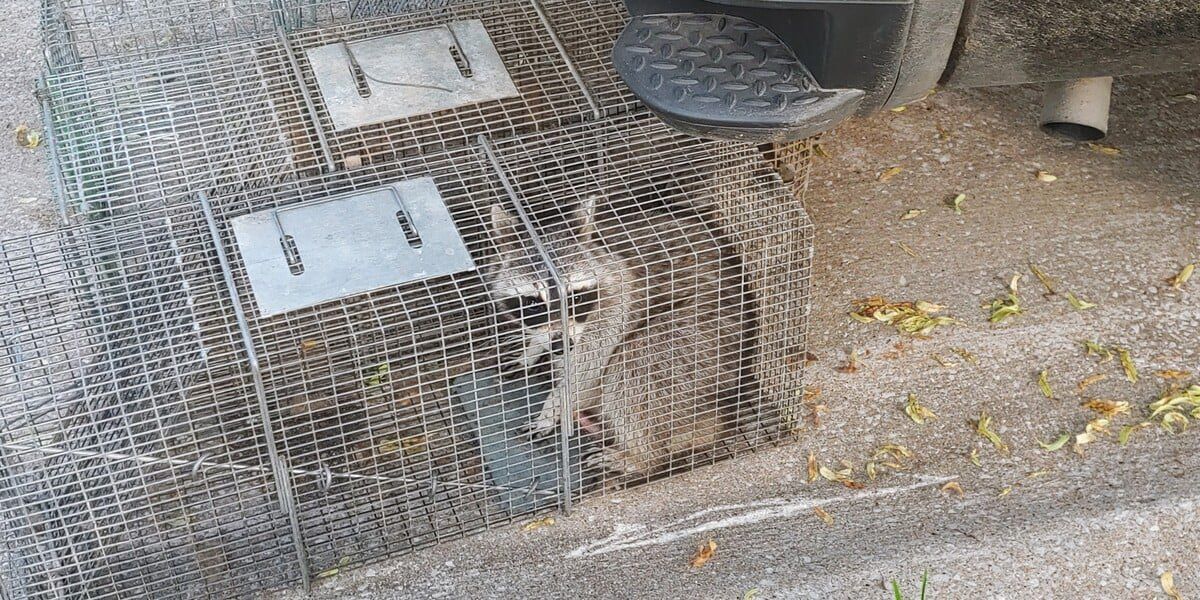A raccoon stuck in a humane raccoon cage trap