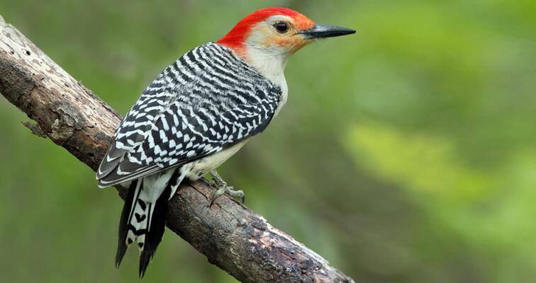 A close up of a Red bellied Woodpecker perched on a branch