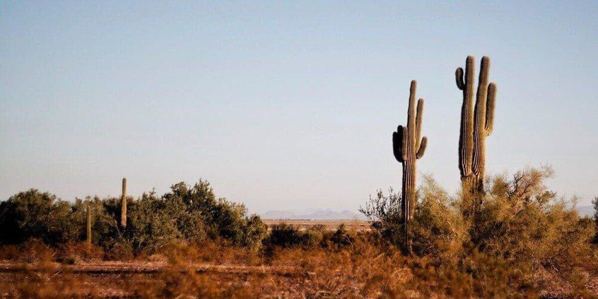 A desert landscape at dawn. There are multiple cacti dotting the landscape, and mountains are just barely visible far in the distance.