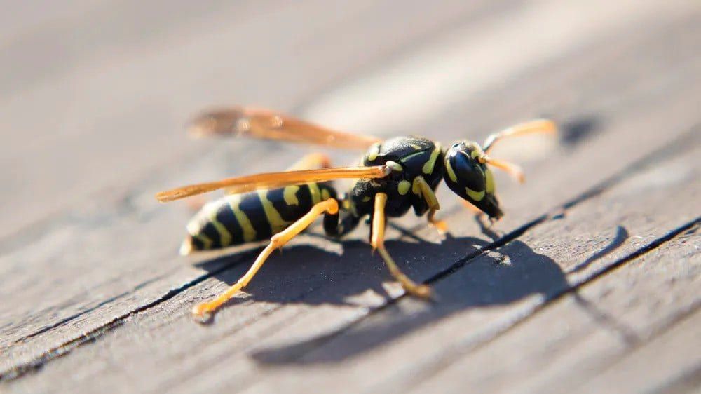 A yellow jacket resting on a wooden surface