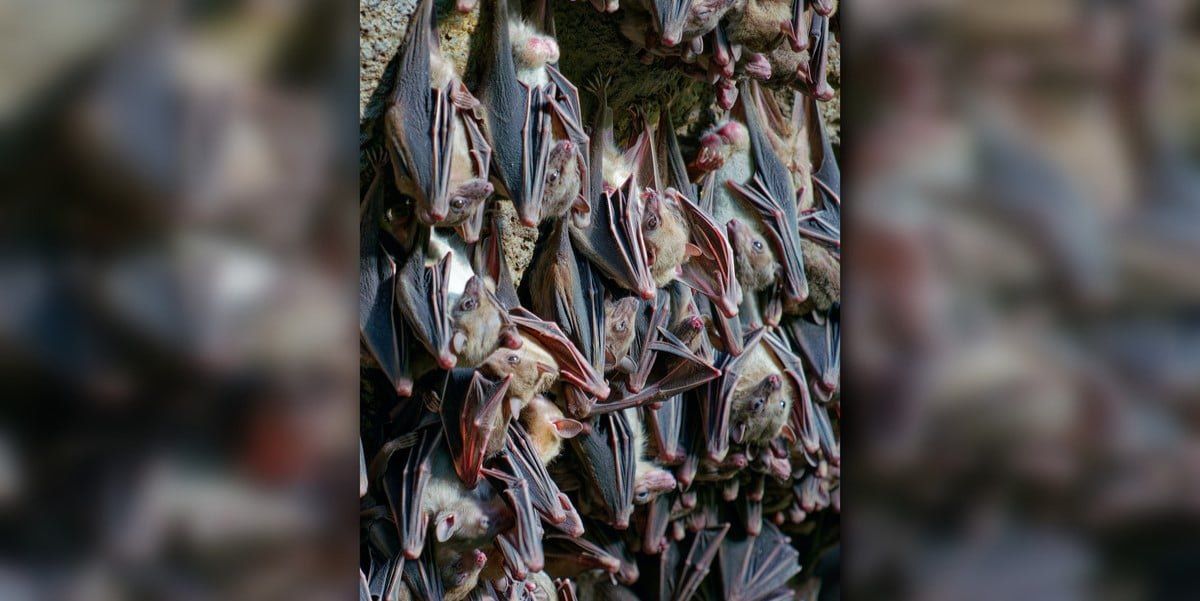 A colony of a few dozen bats hanging upside down on a rock surface
