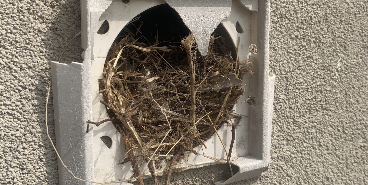 A broken plastic dryer vent cover with a bird's nest in the vent hose