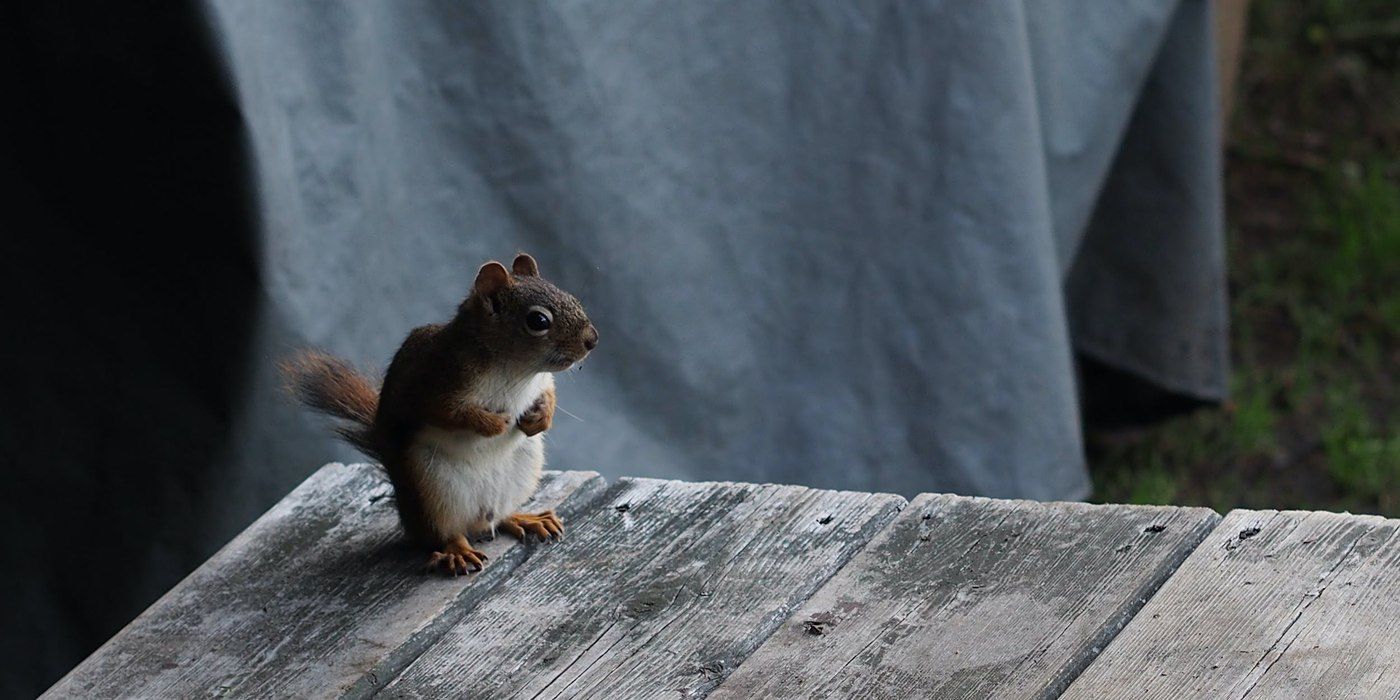 A gray squirrel standing on its hind legs on a stack of wooden boards with a gray tarp hanging in the background