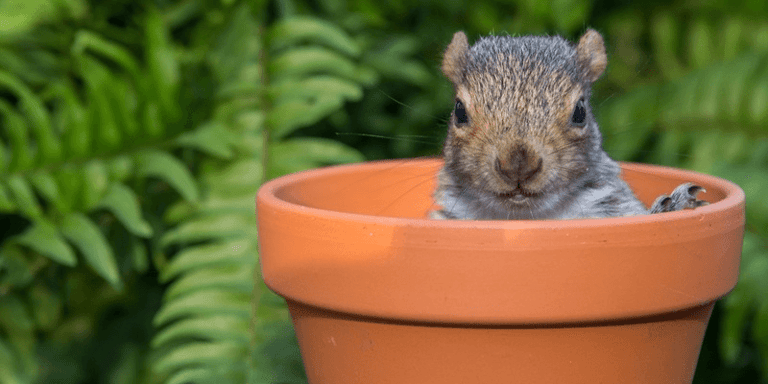 Animal Repellents: Do They Really Work?