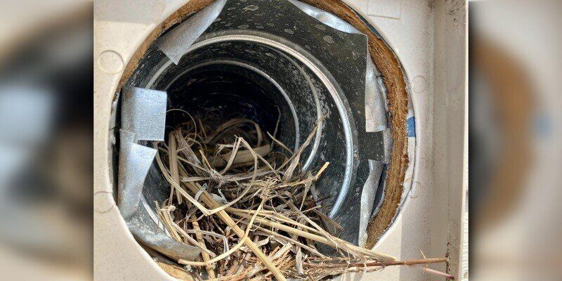 A very close-up shot of a dryer vent termination point. A bird has built a nest inside the vent.
