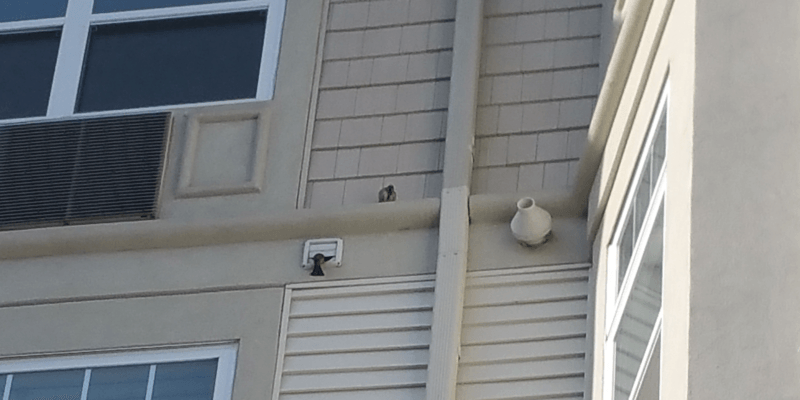 A far-off image of the dryer vent termination point on an apartment building. A bird is perched above the vent, and another is climbing into it.