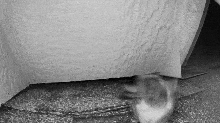 A black and white GIF of a bat accessing an attic through a gap in a roof dormer at night.