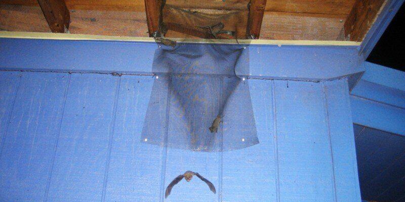 Bats climbing their way down through one-way bat netting.