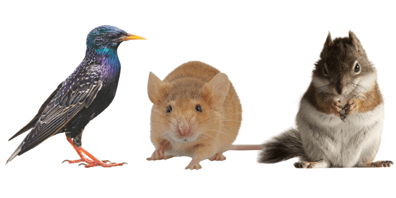 From left to right: a European starling, a mouse, and a squirrel, all displayed against a white background.