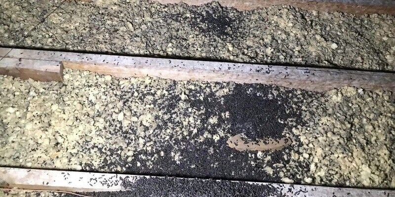 Hundreds of pellets of rodent poop scattered throughout blown-in attic insulation.