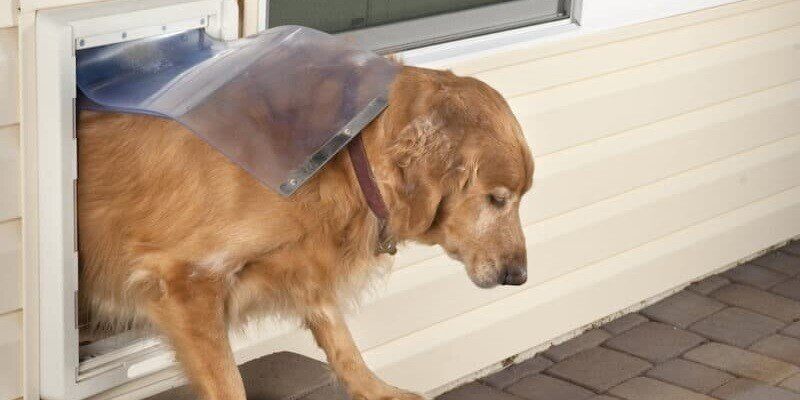 A golden retriever dog using a pet door to exit a home.