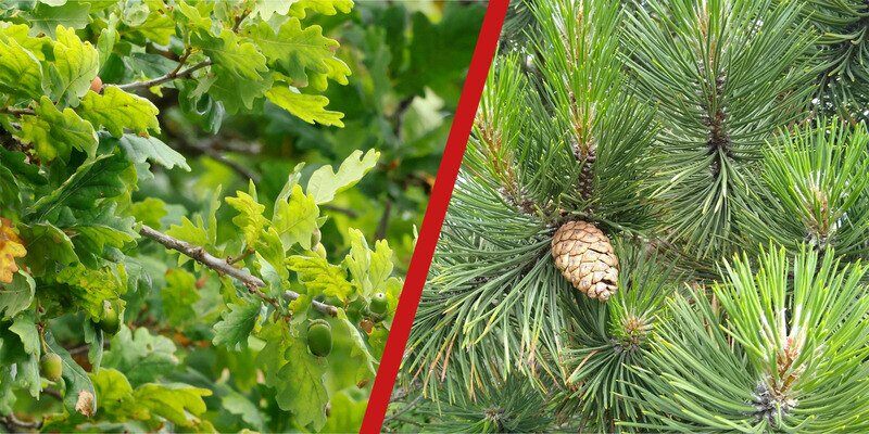 On the left is a closeup of some oak tree branches. On the right is a closeup of some pine tree branches. They are separated by a thick, slanted red line.