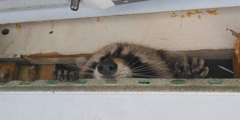 A raccoon peeking through a crack between a home's drywall and studs. The critter's paws, nose, and face are visible.