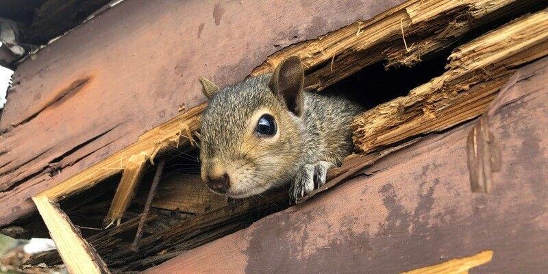 A squirrel peeking out of a soffit. The soffit wood has been thoroughly chewed.