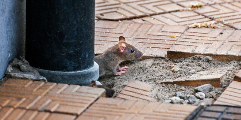 A mouse peeking out through a hole underneath a downspout. There are damaged brick tiles on the ground around the downspout.