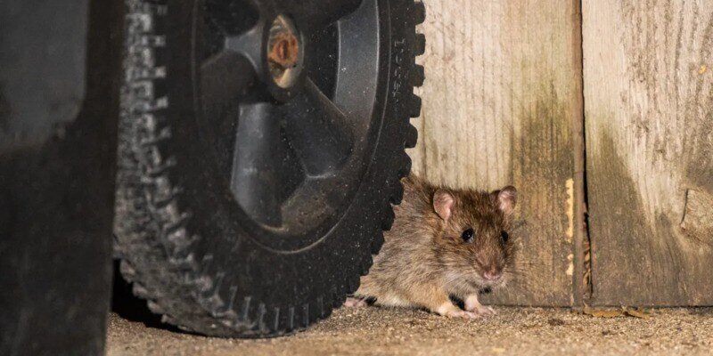 A rat hiding behind the wheel of a rolling garbage can. It is sitting between the wheel and a wooden fence.
