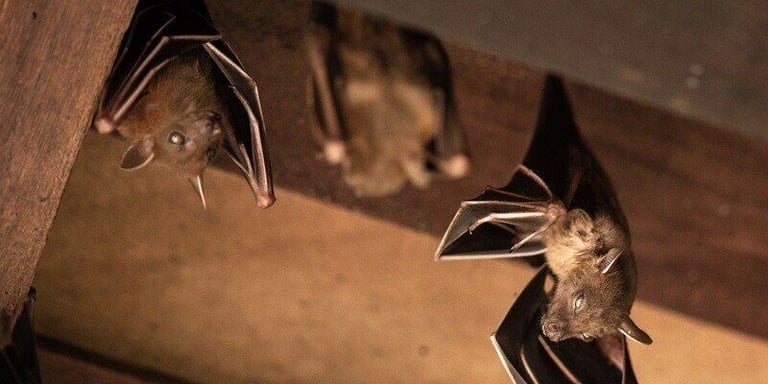 How Much Does Bat Removal Cost?