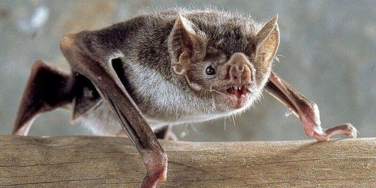 How to Get Rid of Bats