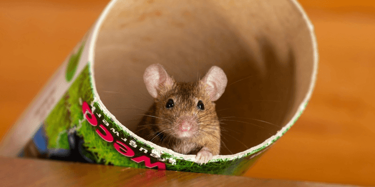 How to Get Rid of House Mice: A Comprehensive Guide