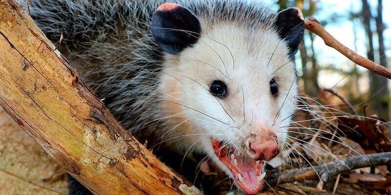 How to Get Rid of Possums