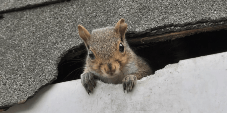How to Get Rid of Squirrels