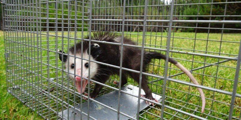 A juvenile possum stuck inside of a cage-style trap. The animal is facing the camera and appears to be hissing.