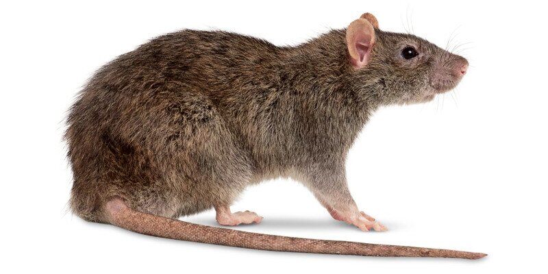 A Norway rat standing on all four legs against a white background. Its tail is outstretched to its right side.