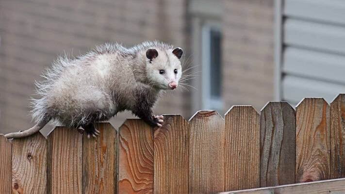 a possum crawling on a wood yard fence