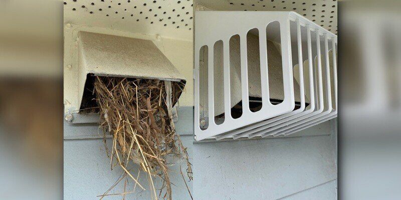 A before & after photo of a dryer vent. The before photo shows a bird's nest in the vent, and the after photo shows no nest and a cover over the vent.