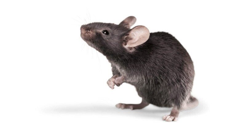 How to Get Rid of Rats in Your House