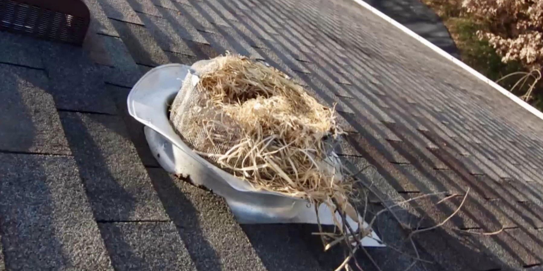 A circular roof vent guard with a large bird's nest blocking it.