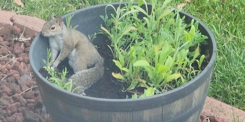 A squirrel resting in a potted plant. This plant is in the yard of the author of this blog post. His wife was pissed. He was rather amused.