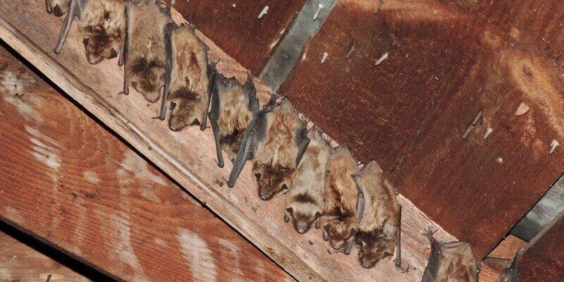 Ten brown bats hanging from the rafters in an attic.