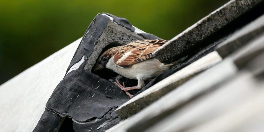 A brown and white finch sneaking into the damaged, open peak of a roof.
