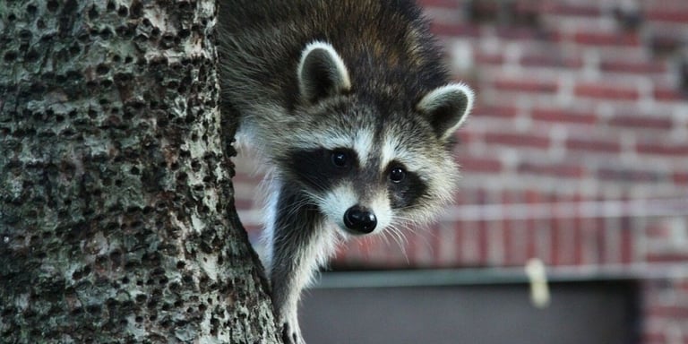 What Is Wildlife Exclusion?