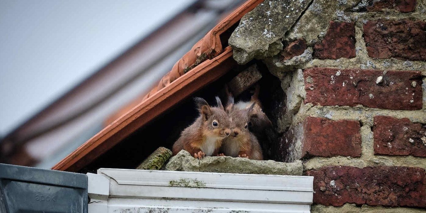 Two squirrels side by side tucked away next to a broken section of brick under the terracotta shingles on a roof.