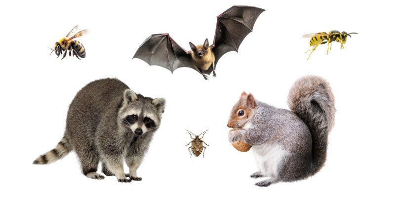 A raccoon, a squirrel, a bat, a stink bug, a bee, and a hornet all against a white background.