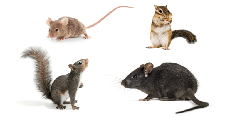 Clockwise: from left to right, top to bottom: a mouse, a chipmunk, a squirrel, and a rat all displayed against a white background.