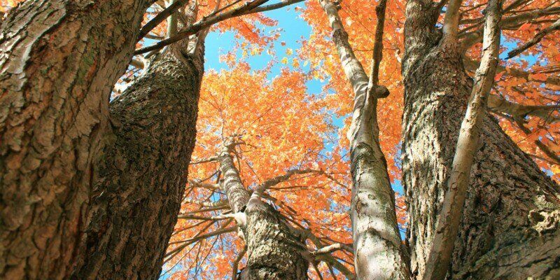 A bottom-up view of seven or eight trees in a forest. The canopy of leaves is a brilliant orange color.