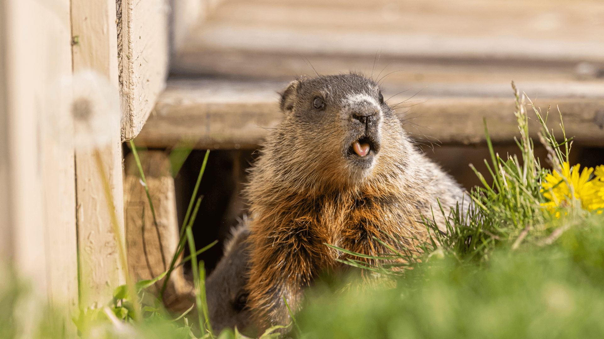 Groundhog-1