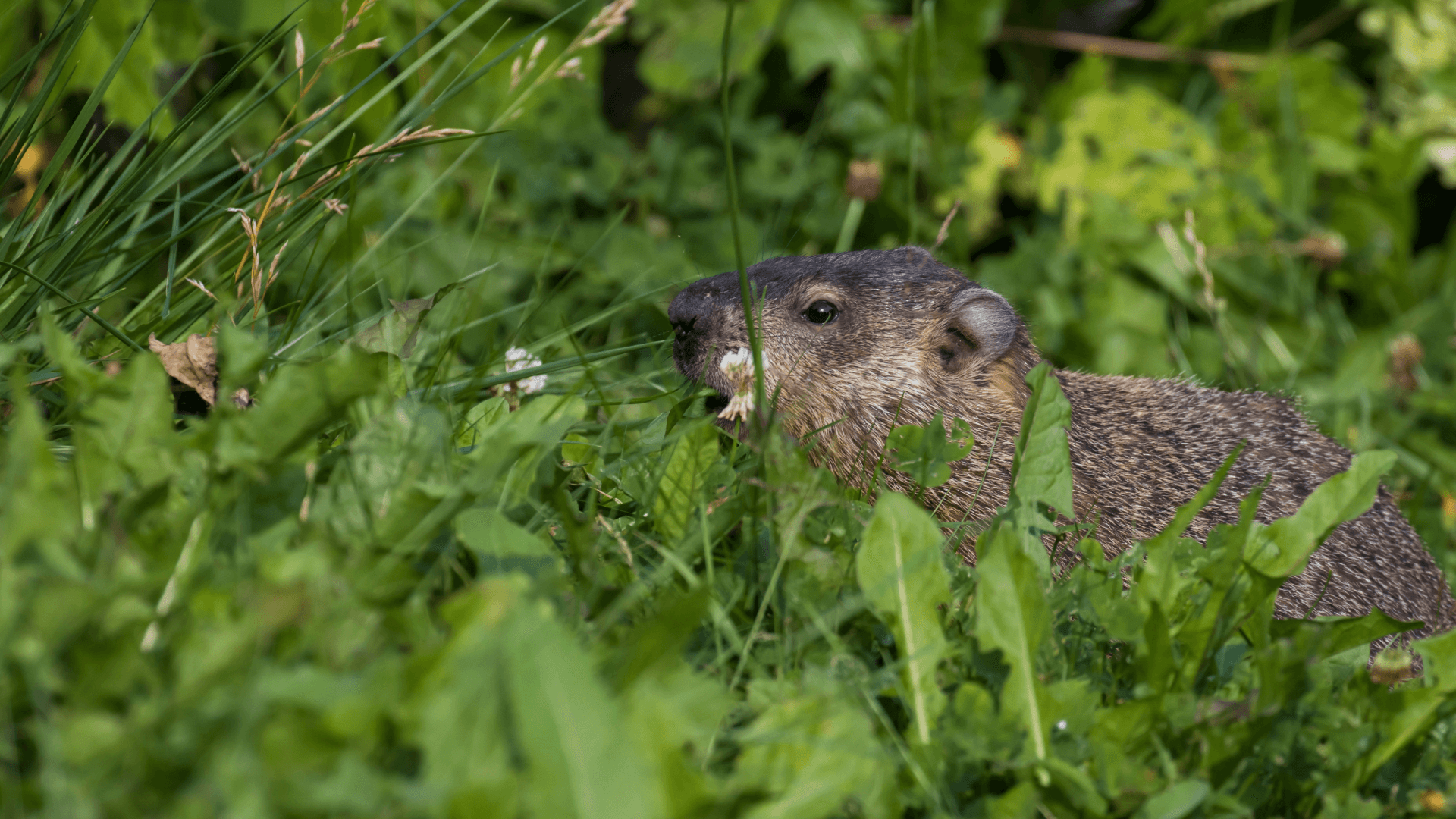 Groundhog-2